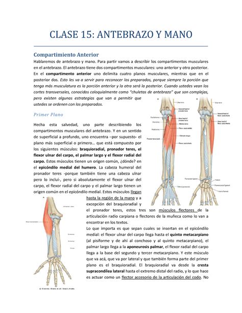 Apuntes De Antebrazo Y Mano M Sculos Inervaci N E Irrigaci N Clase