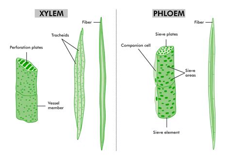 Tissues Types And Functions Of Tissues Geeksforgeeks