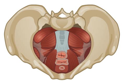 Woman Pelvic Floor Diagram