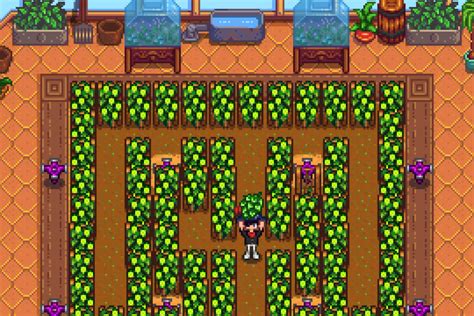 Stardew Valley Greenhouse Best Crops To Grow