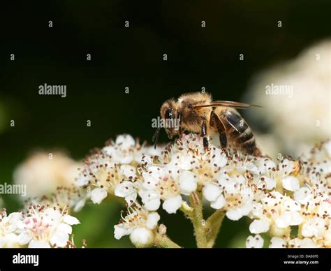 Honey Bee Feeding On Flowering Plant Stock Photo Alamy