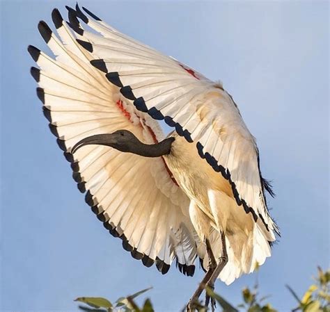 🔥 African Sacred ibis spreads its wings » incredible | SportHumors