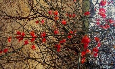 EYE CATCHING FLORA OF THAR DESERT RAJASTHAN Tripoto