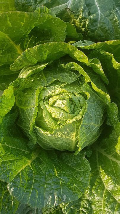 Chinese Cabbage Kimchi - Free photo on Pixabay - Pixabay