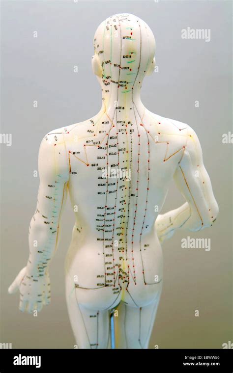 Acupuncture Model Hi Res Stock Photography And Images Alamy