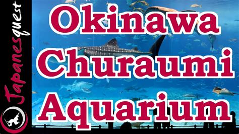 Okinawa Churaumi Aquarium Tour Video Japan Guide Youtube