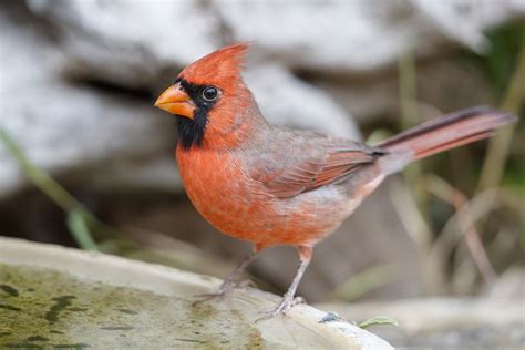 ショウジョウコウカンチョウcardinalis グループ eBird