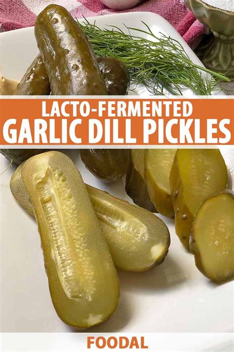 Homemade Lacto Fermented Garlic Dill Pickles Artofit