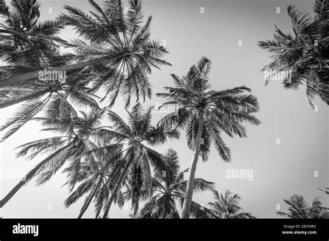 Bosque de palmeras en blanco y negro Imágenes de stock en blanco y