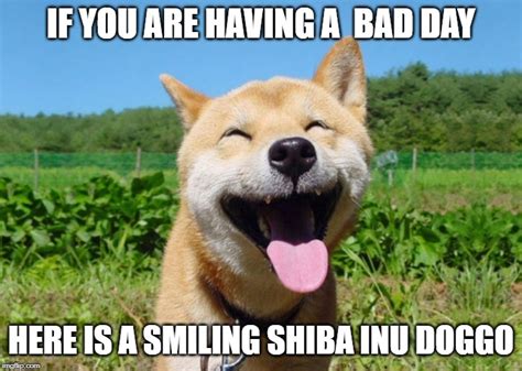 Smiling Shiba Imgflip