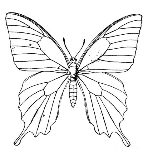 Butterfly Line Drawing At Getdrawings Free Download