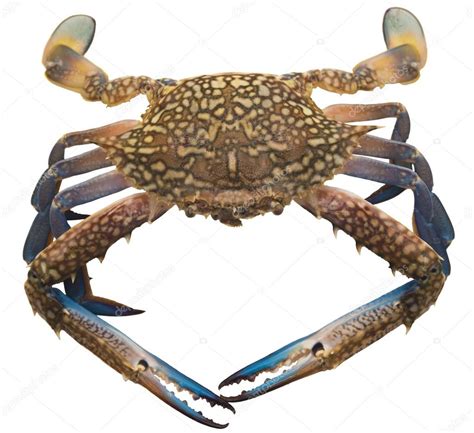 Big Blue Crab Stock Photo by ©ulkan 89353192