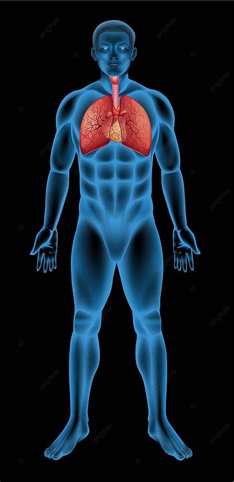 Human Respiratory System Lobe Trachea Biology Vector Lobe Trachea