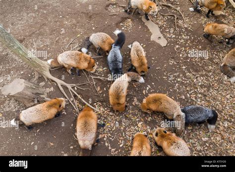 Fox eating snack Stock Photo - Alamy