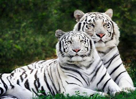 Harimau Putih | Kumpulan Gambar