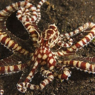 Mimic Octopus Facts