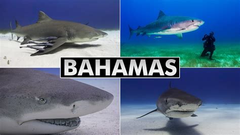 Diving Bahamas Tiger Beach And Bimini Shark Diving Youtube