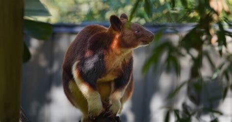 Encountering the World’s Most Endangered Kangaroo: The Wondiwoi Tree ...