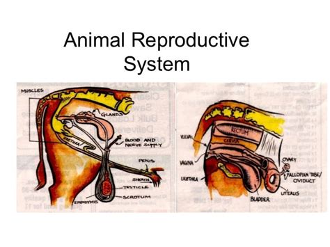 Female Reproductive System Powerpoint