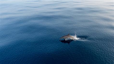 Dive Butler Zen By Mövenpick Maldives Excursions Dolphin Cruise