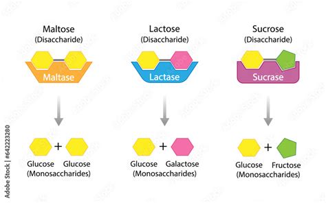 Carbohydrates Digestion Maltase Sucrase And Lactase Enzymes Catalyze