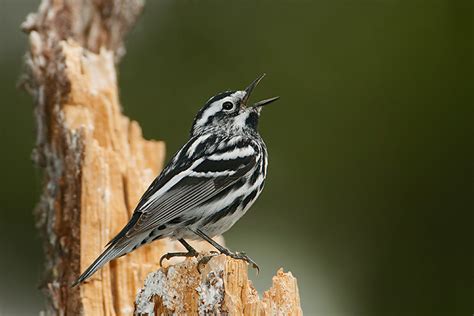 Black-and-white Warbler 2