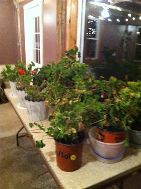 Overwintering Geraniums - The Winery at the Long Shot Farm