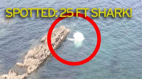 Monster Ft Shark Washes Up Dead On Rocks At British Beauty Spot In