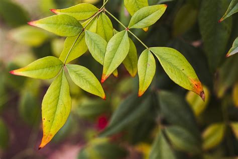 Fotos gratis árbol naturaleza rama hoja verde Produce hojas