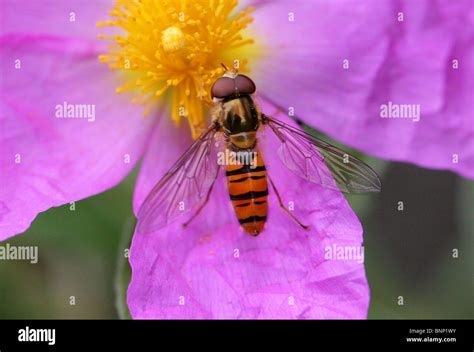 Marmalade Hoverfly Episyrphus Balteatus Syrphidae Diptera