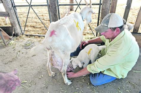 Cuidado de cabras tras la parición ABC Rural ABC Color