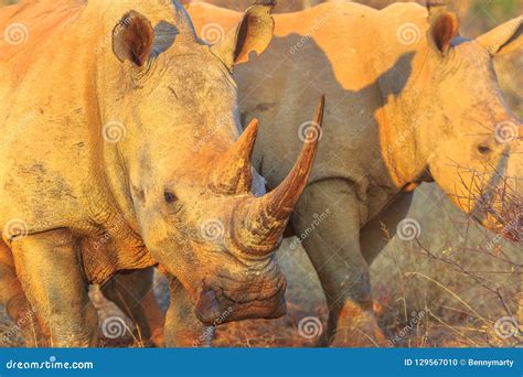 White Rhino safari stock photo. Image of habitat, simum - 129567010