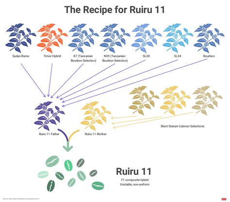 Coffee Varieties Uncovered: Detailed Exploration and Guide