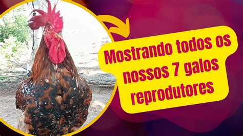 Mostrando todos os nossos 7 galos reprodutores vejam quais raças de