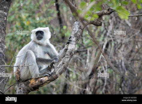 Nepal Gray Langur Semnopithecus Schistaceus Portrait Pangot