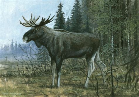 Hirvi II by tuomaskoivurinne on DeviantArt