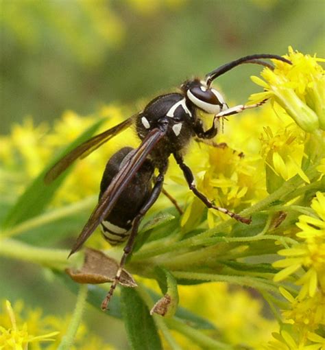 GordonGrice.com: The White-Tailed Hornet