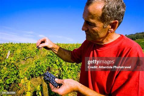 89 Gamay Grapes Stock Photos, High-Res Pictures, and Images - Getty Images