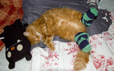 Caterville Cats Wearing Socks