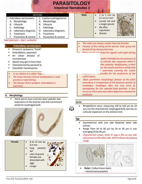 Solution Parasitology Notes Intestinal Nematodes Studypool