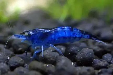 Blue Dream Shrimp Neocaridina Davidi Shrimp Profile Care Guide