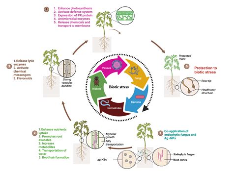 Fungal Endophytes And Biotic Stress Alleviation In Medicinal Plants