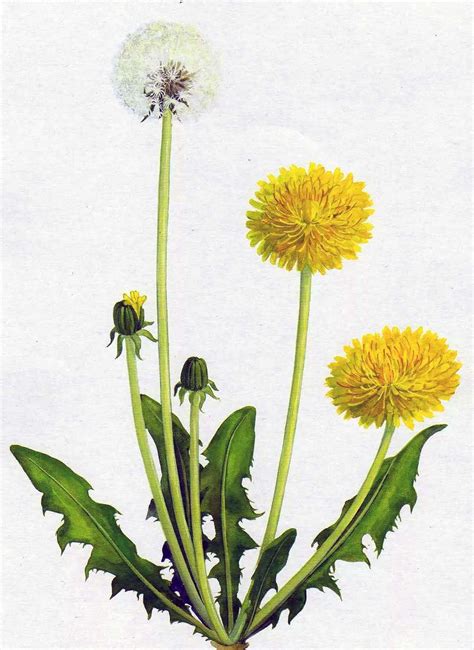 Ботаническое строение Одуванчика Watercolor Flowers Paintings, Floral ...