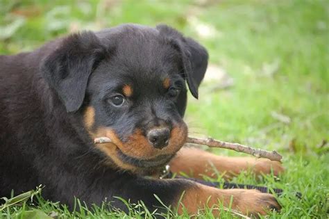 Rottweiler Names - Rottweiler Life