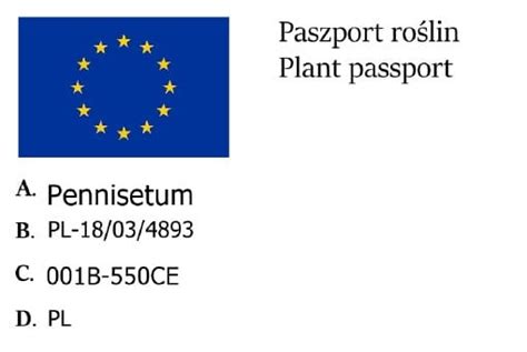 Trawa ROZPLENICA VIRIDESCENS 30 Cm Internetowy Sklep Ogrodniczy