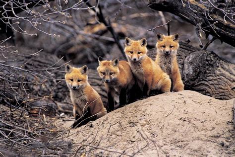 Red Fox Pups Jigsaw Puzzle | PuzzleWarehouse.com