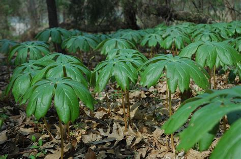 Podophyllum Peltatum American Mandrake Devil S Apple Duck S Foot