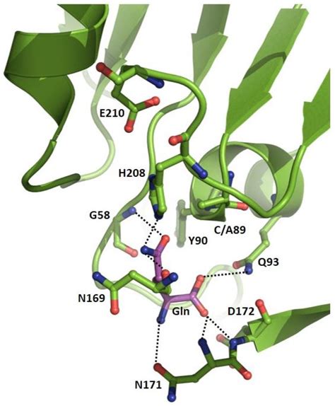 Biomolecules Free Full Text GMP Synthetase Allostery Structure