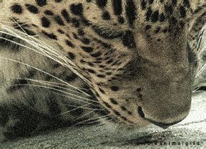 Leopard GIF - Find & Share on GIPHY