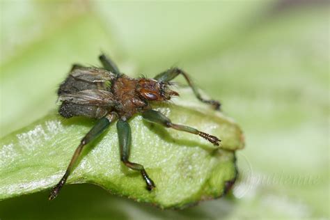 Photo Nature Lilliputienne Macrophotographies Crataerina Pallida